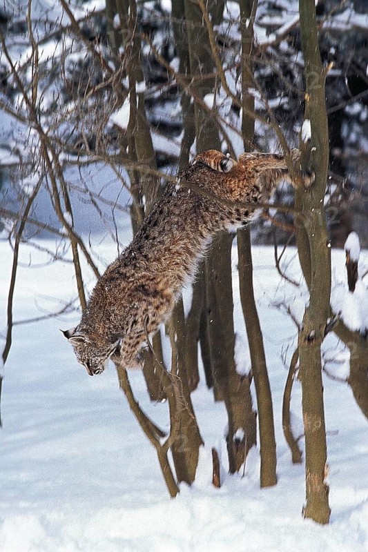 BOBCAT (lynx rufus), ADULT LEAPING FROM TREE, CANADA