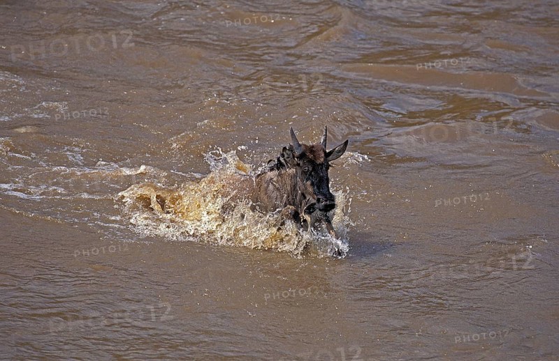 Blue Wildebeest (connochaetes taurinus), crossing Mara River during Migration, Masai Mara Park in Kenya