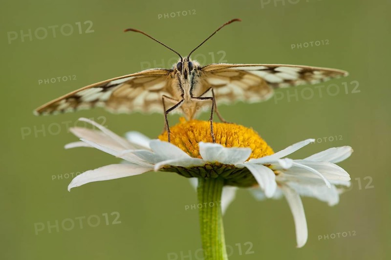 Marbled white (Melanargia galathea), Ox-eye daisy (Leucanthemum vulgare) North Rhine-Westphalia, Germany, Europe