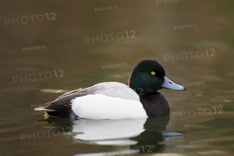 Bergente, Aythya marila, Greater Scaup