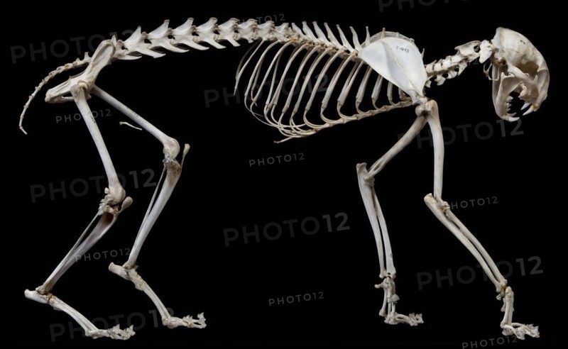 Lynx rufus Skeleton
