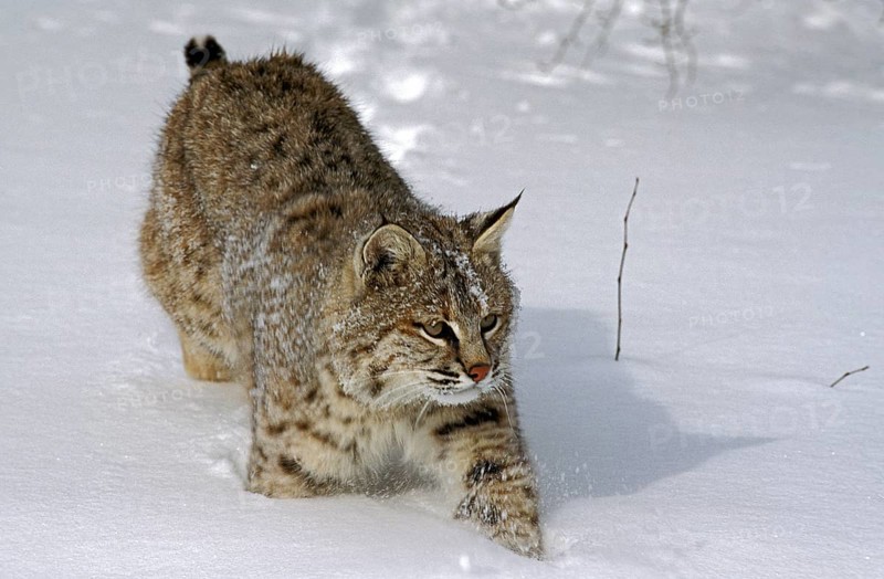 BOBCAT (lynx rufus), ERWACHSENER GANG DURCH DEN SCHNEE, KANADA