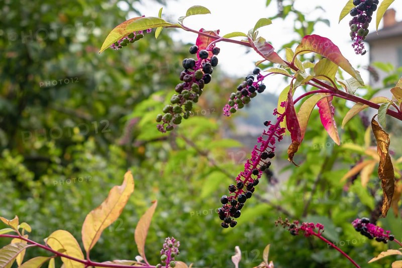 Pokeweed (Phytolacca americana) berries ripening in San Pellegrino Italy