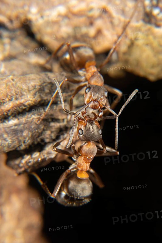 Red wood ant in early spring