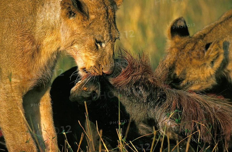 African Lion (panthera leo), Females with a Kill, a Wildebeest, Nairobi Park in Kenya