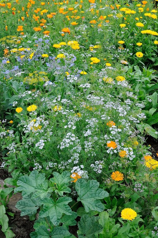 Vegetable garden, garden marigold (Calendula officinalis), coriander (Coriandrum sativum)