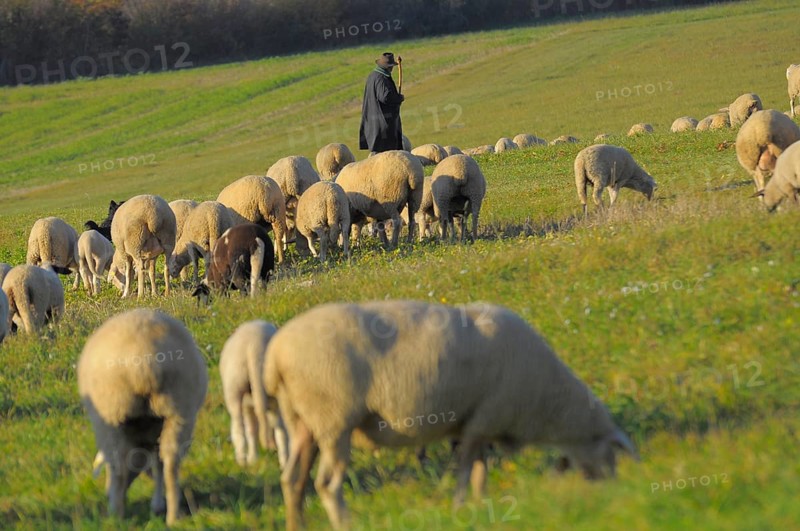 Landscape : Swabian Alb Flock of sheep in autumn on pasture, with shepherd, domestic sheep (Ovis orientalis aries)