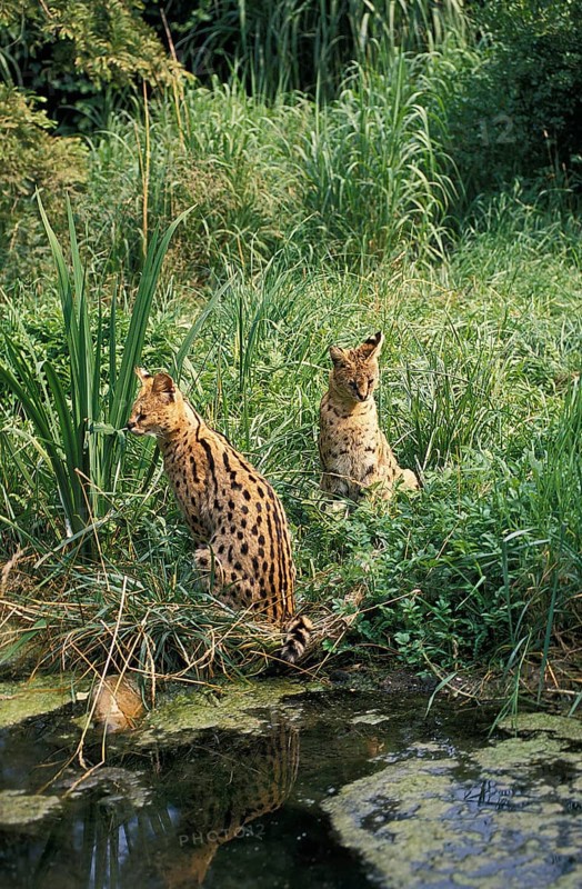 Serval (leptailurus serval)