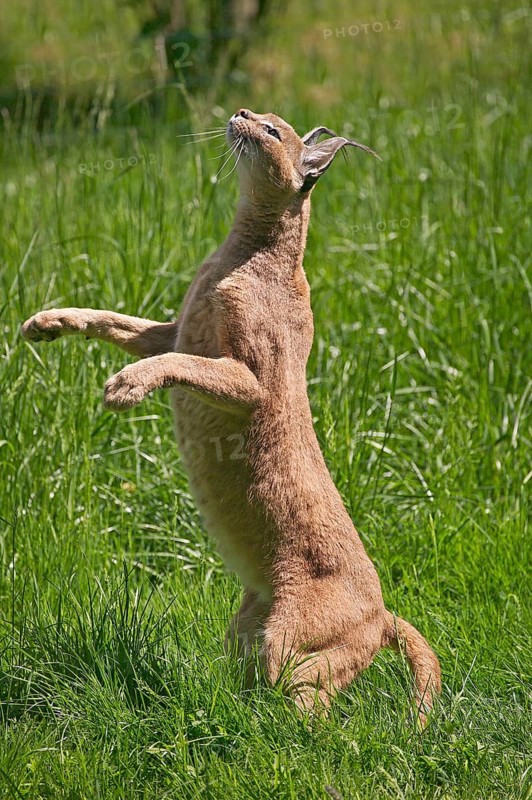 caracal (CARACAL caracal) ADULT HUNTING, STANDING ON HIND LEGS