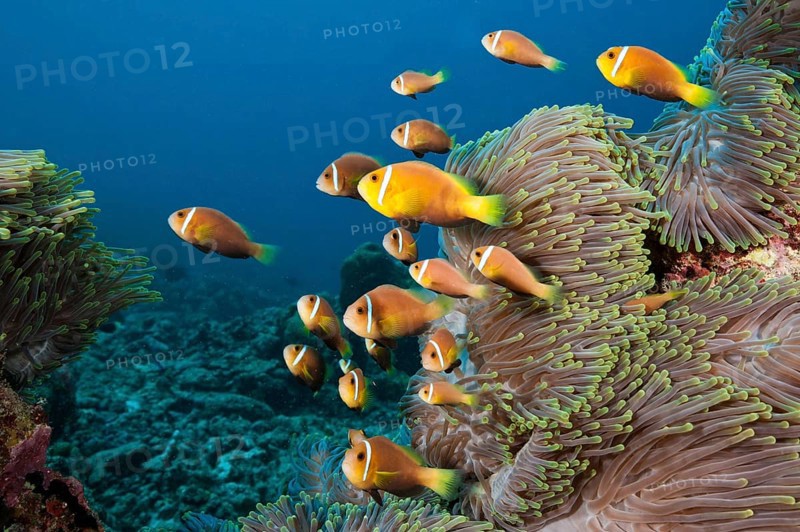 Maldives Anemonefish, North Male Atol, Maldives (Amphiprion nigripes)
