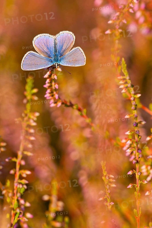 Common blue butterfly (Polyommatus icarus) male, North Rhine-Westphalia, Germany, Europe