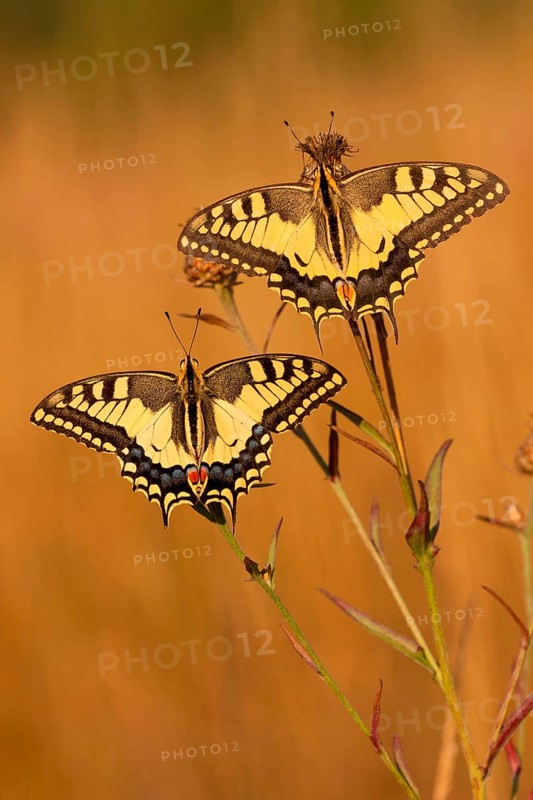 Swallowtail (Papilio machaon) North Rhine-Westphalia, Germany, Europe