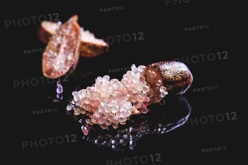 Australian finger lime or caviar lime, edible fruits used in gourmet cuisine. Citrus australasica isolated on black background