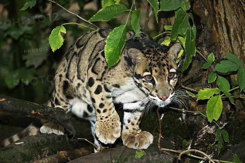 Clouded leopard (neofelis nebulosa), ADULT