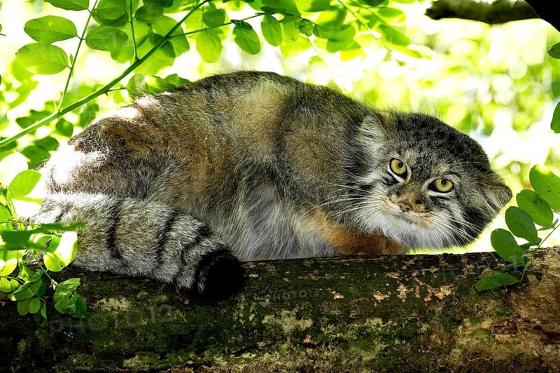 Pallas's cat (otocolobus manul) or Pallas' cat, adult on branch