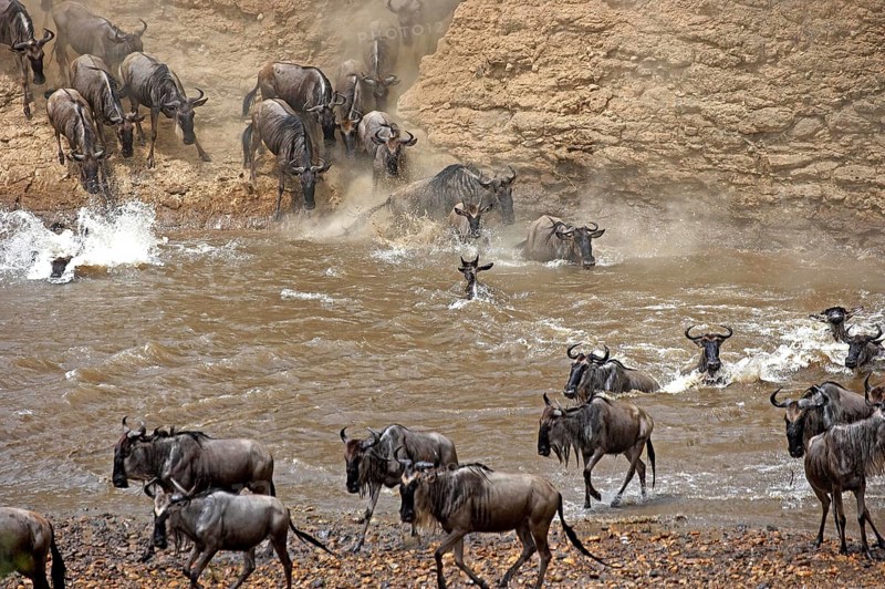 Blue Wildebeest (connochaetes taurinus), Herd crossing Mara River during Migration, Masai Mara Park in Kenya