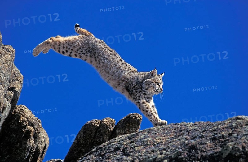 BOBCAT (lynx rufus), ADULT LEAPING ON ROCK, CANADA
