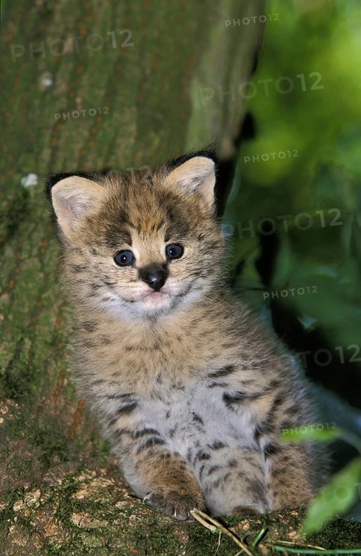 SERVAL (leptailurus serval), CUB SITTING