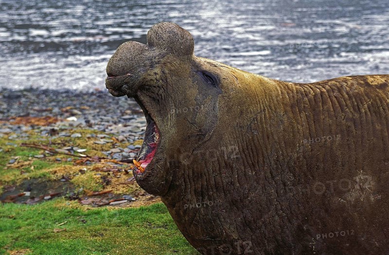 Southern Elephant Seal (mirounga leonina), Male laying on Beach in Defensive Posture, Antarctica