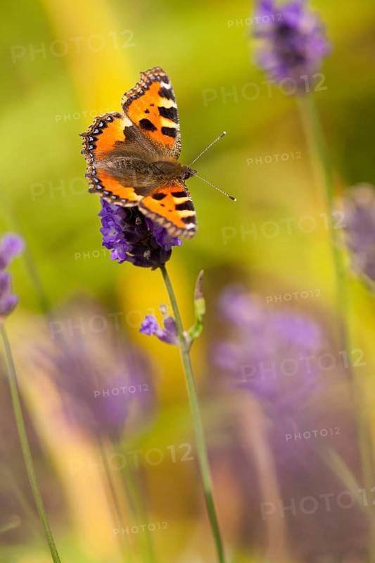 Small tortoiseshell (Aglais urticae) Rhineland-Palatinate, Germany, Europe