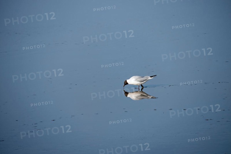 Arctic tern in the Wadden Sea World Heritage Site
