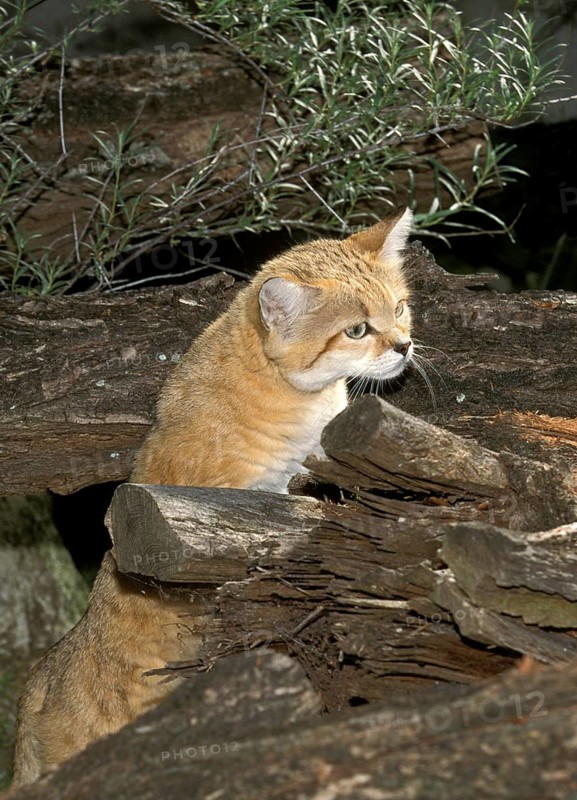 SAND sand cat (felis margarita), ADULT