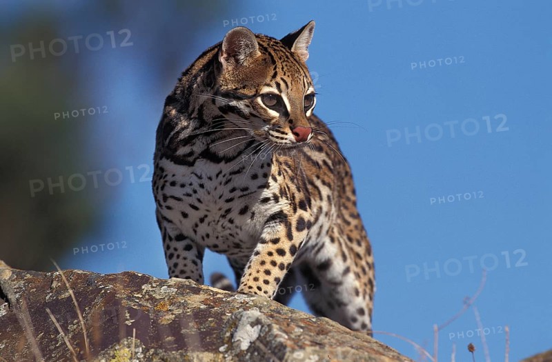 Ocelot (leopardus pardalis), ADULT ON ROCK