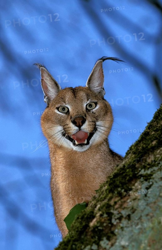 Caracal (caracal caracal), Adult snarling