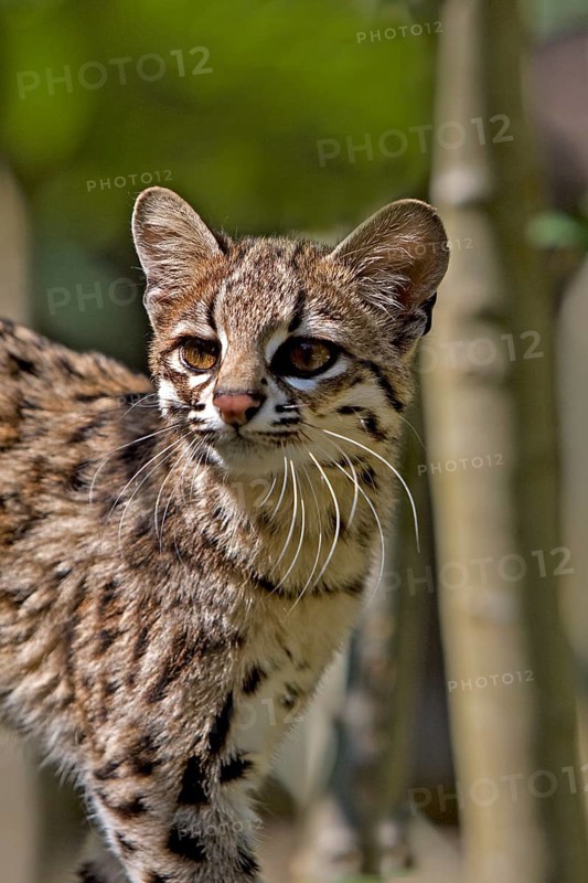 Tiger Cat or Oncilla (leopardus tigrinus), Portrait of Adult