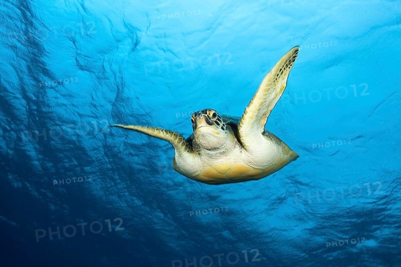 Green Sea Turtle (Chelonia mydas), Baa Atoll, Indian Ocean, Maldives, Asia