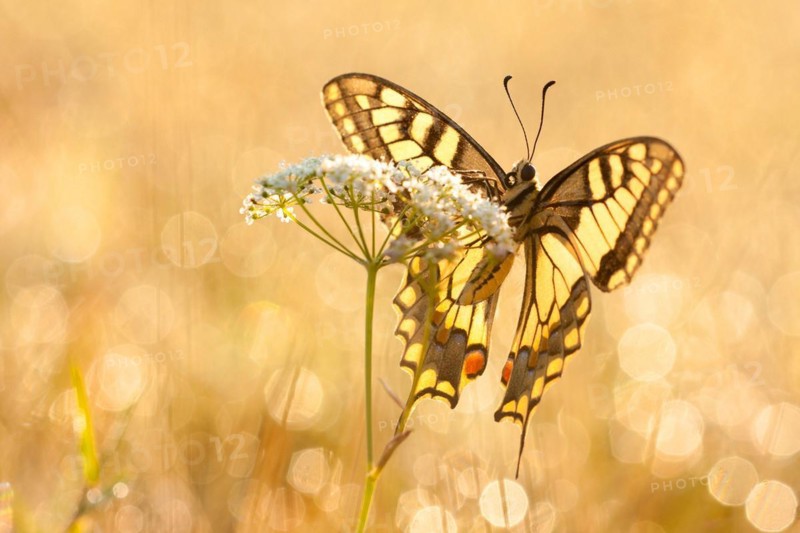 Swallowtail (Papilio machaon) North Rhine-Westphalia, Germany, Europe