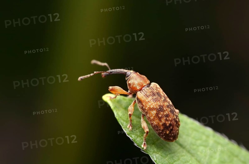 Small weevil (Dorytomus) on a leaf tip