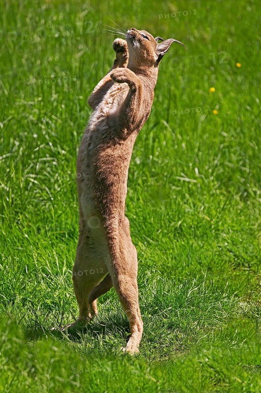 Caracal (caracal caracal), Adult on Hind Legs, Hunting