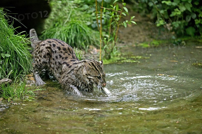 FISHING CAT (prionailurus viverrinus), ADULT IN WATER CATCHING FISH