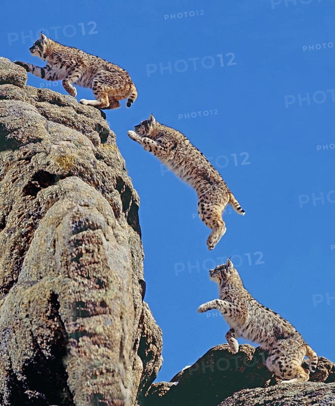Bobcat (lynx rufus), adult jumps on rocks, movement pattern, Canada, North America