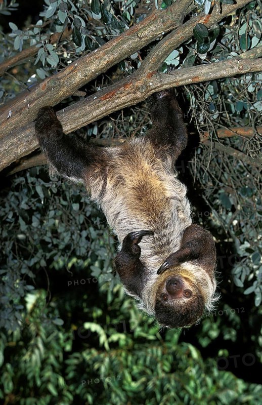 Maned Three Toed Sloth (bradypus torquatus), Adult hanging from Branch, Pantanal in Brazil