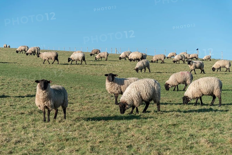 Flock of sheep on th South Downs in East Sussex