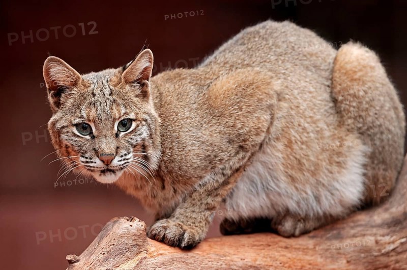Bobkatze (Lynx rufus) (Felis rufa)