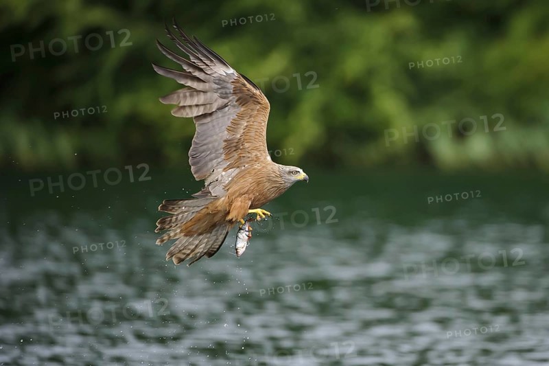 Black kite (Milvus migrans) with captured fish, exempted, Feldberger Seenlandschaft, Mecklenburg-Vorpommern, Germany, Europe