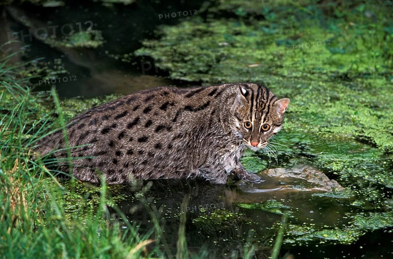 Fishing Cat (prionailurus viverrinus), Adult entering Water