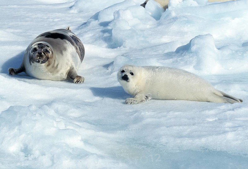 Harp seal (pagophilus groenlandicus), mother and pup lying on an ice floe, Magdalena Island in Canada