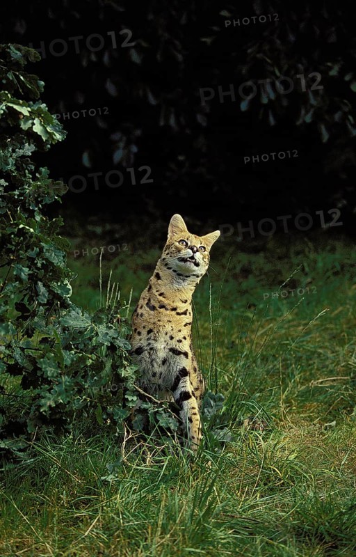 SERVAL (leptailurus serval), ADULT STANDING ON GRASS