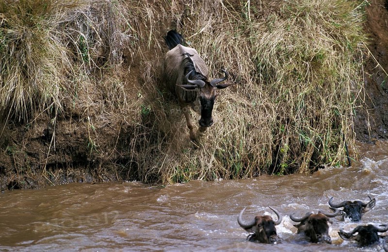 Blue Wildebeest (connochaetes taurinus), Herd crossing Mara River during Migration, Masai Mara Park in Kenya