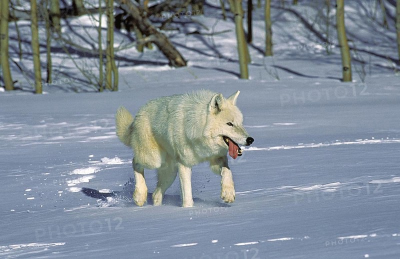 Arctic Wolf (canis lupus tundrarum), Adult standing on Snow, Alaska
