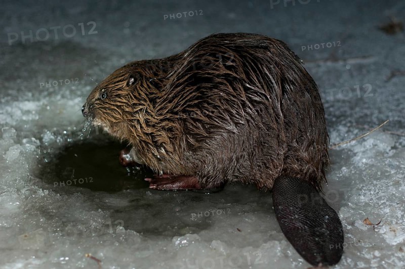 European beaver (Castor fiber), in Eisloch, Rosenheim, Bavaria, Germany, Europe