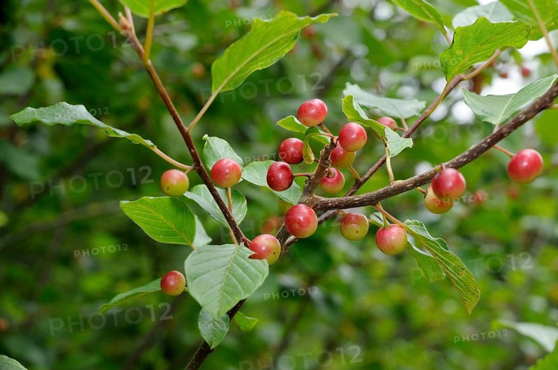 Alder buckthorn (Rhamnus frangula), buckthorn family (Rhamnaceae)