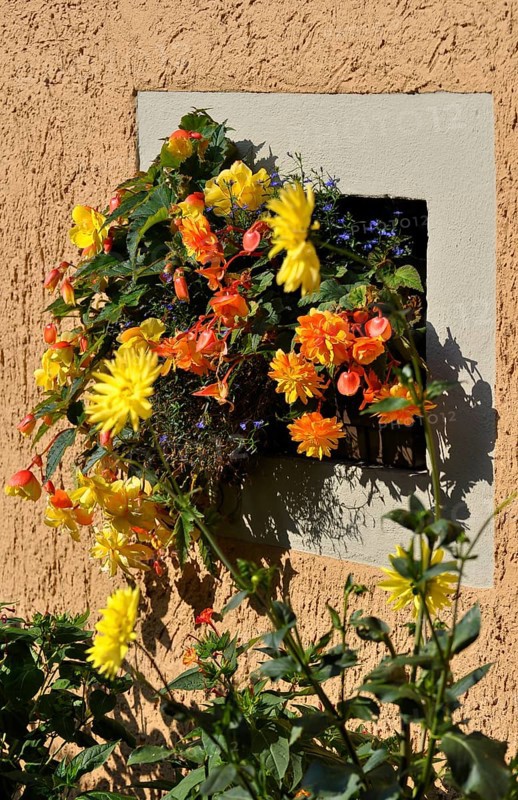Flowers various at the window outside