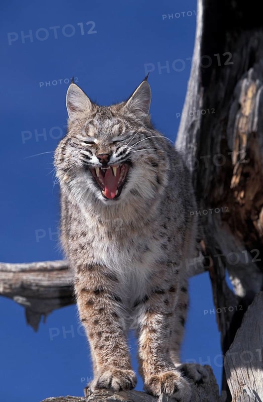Bobcat (lynx rufus), Adult Yawning against Blue Sky, Canada, North America