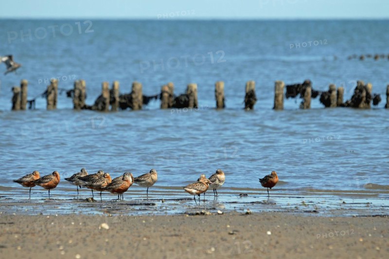 Bar-tailed Godwits in the Wadden Sea on Sylt