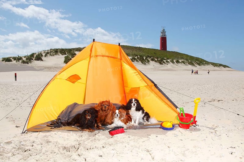 Cavalier King Charles Spaniel, Blenheim, ruby, black-and-tan and tricolour, on the beach, Texel Island, Netherlands, beach shell, windbreak